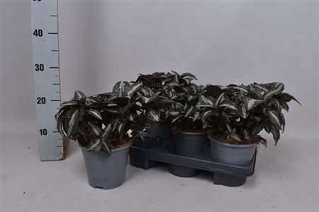 PILEA SPR SILV TREE