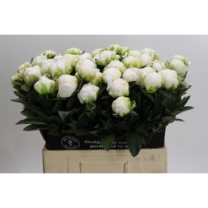 Paeonia Madame Claude Tain