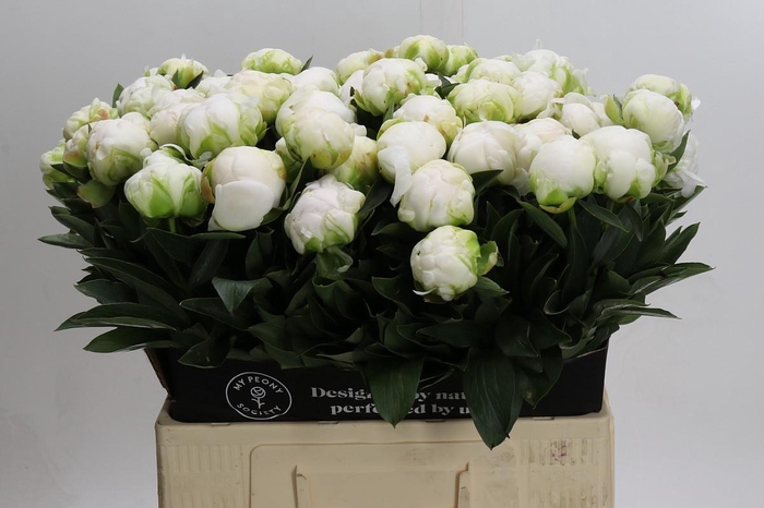 <h4>Paeonia Madame Claude Tain</h4>