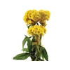 CELOSIA GOLD CHIEF 060 CM AMARELO