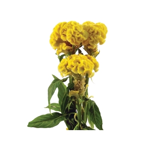 CELOSIA GOLD CHIEF 060 CM AMARELO