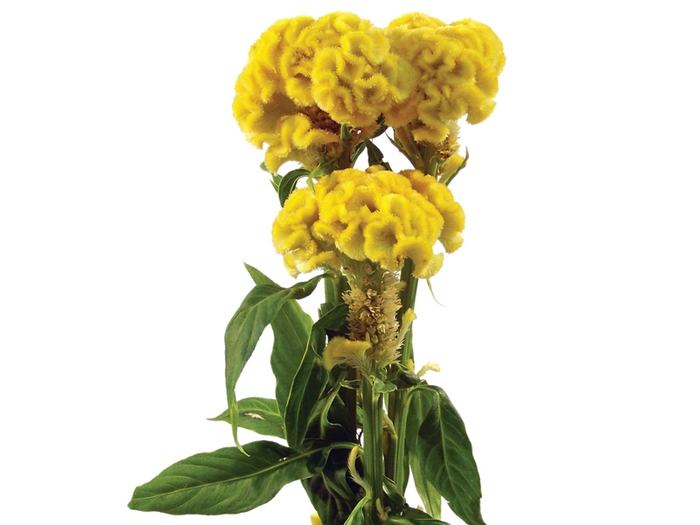 <h4>CELOSIA GOLD CHIEF 070 CM AMARELO</h4>