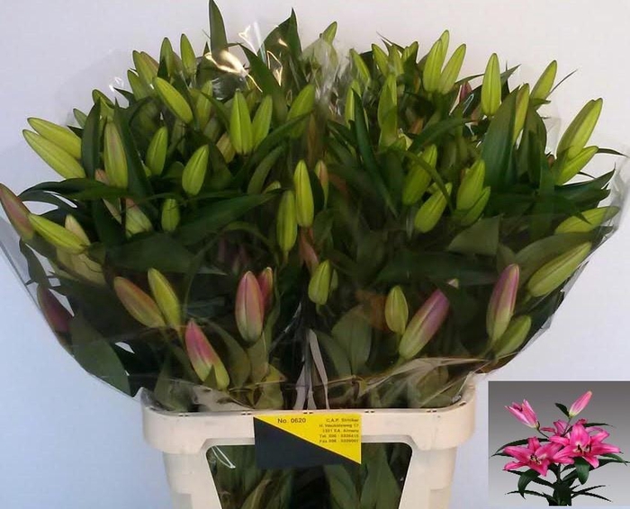 <h4>LI OT PROFUNDO</h4>