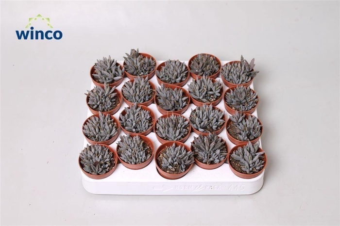 <h4>Kalanchoe Tubiflora</h4>