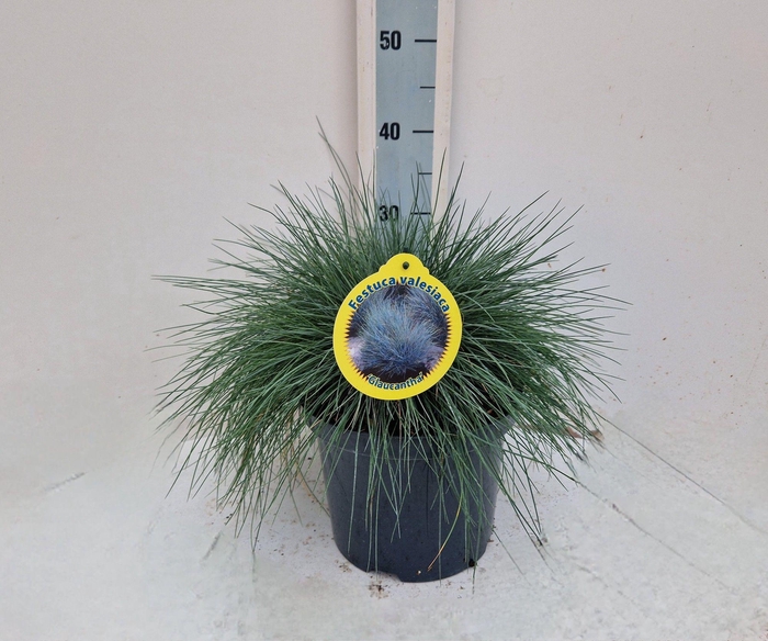 <h4>FEST VAL GLAUCANTHA</h4>