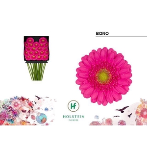 Germini Bono Diamond Per Kaart