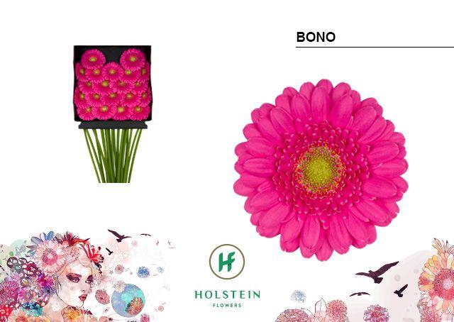 <h4>Germini Bono Diamond Per Kaart</h4>