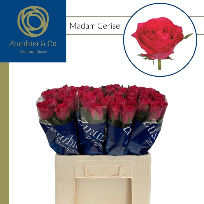 <h4>R GR Madam Cerise 60</h4>