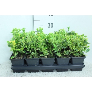 Euonymus japon. 'Ovatus Aureus'