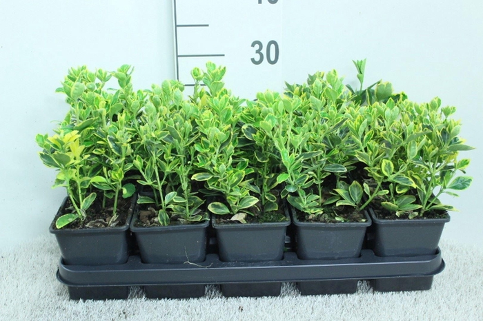 <h4>Euonymus japon. 'Ovatus Aureus'</h4>