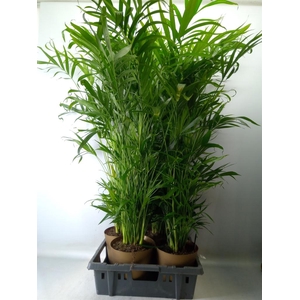 Chamaedorea cataractarum