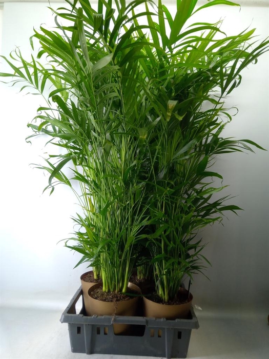 <h4>Chamaedorea cataractarum</h4>