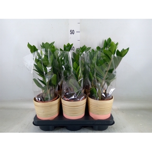 Zamioculcas zamiifolia