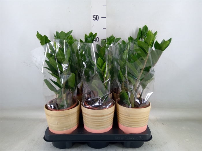 <h4>Zamioculcas zamiifolia</h4>