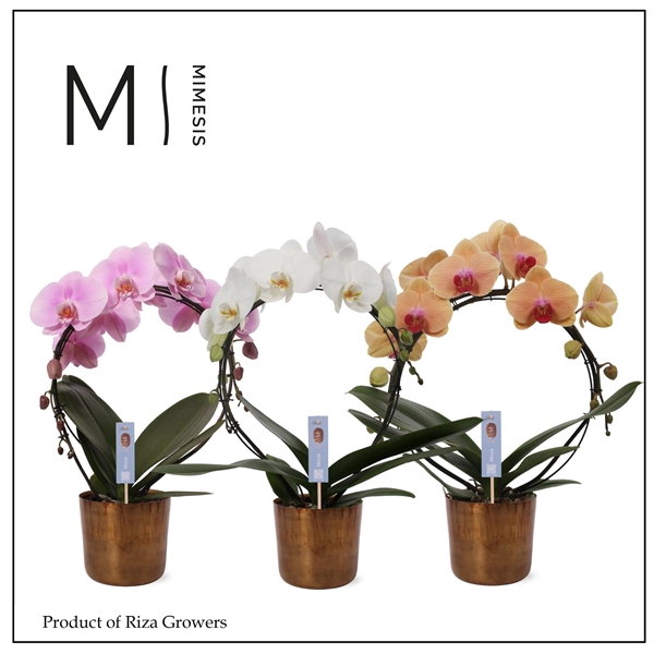 <h4>Mimesis Phal. Moon Mix - 16+ flowers 12cm in Jess Old Camel Metal</h4>