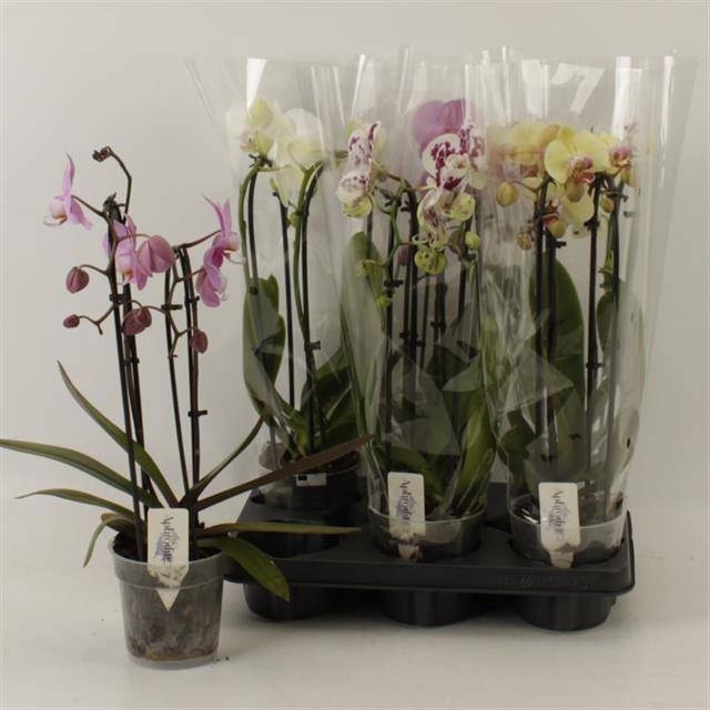 <h4>PHAL EL CASCADE</h4>