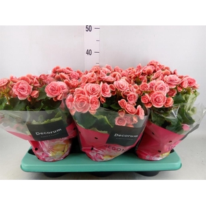 Begonia elat. DU 'Borias'