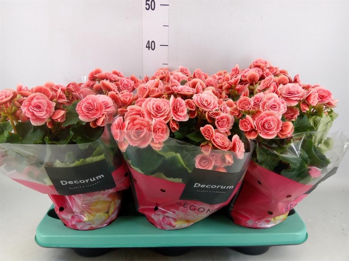 <h4>Begonia elat. DU 'Borias'</h4>