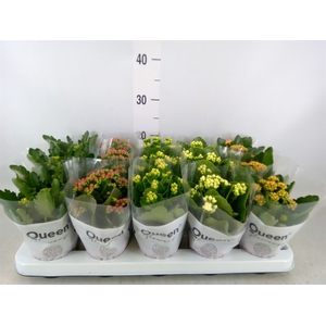 Kalanchoe blos.   ..rosebud mix  5