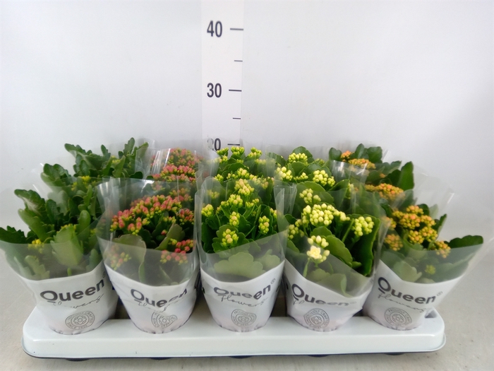 <h4>Kalanchoe blos.   ..rosebud mix  5</h4>