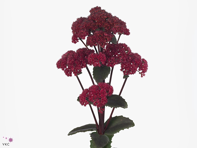 Sedum Magical Lizzy