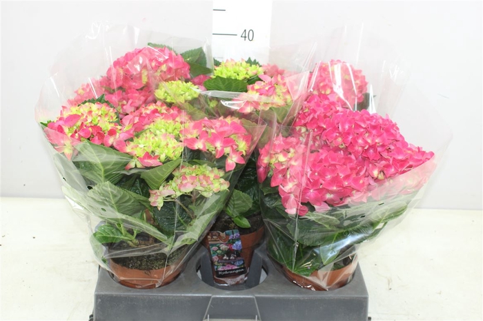 <h4>Hydrangea Hi Flame 5+</h4>