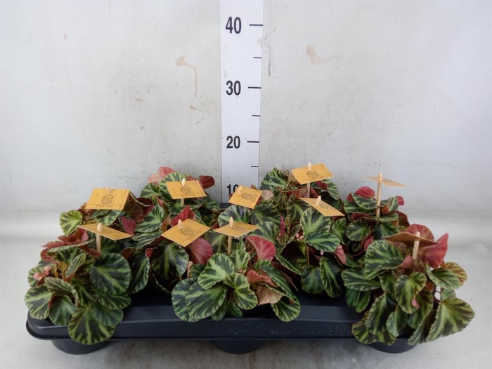 <h4>Begonia BD   ...</h4>