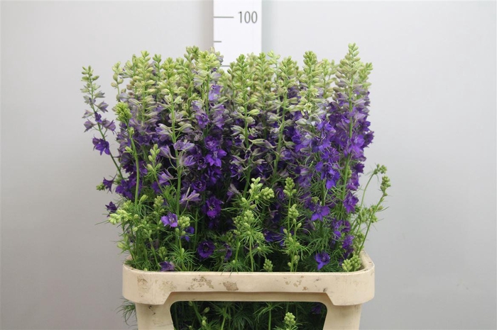 <h4>Cons R Q Dark Blue</h4>