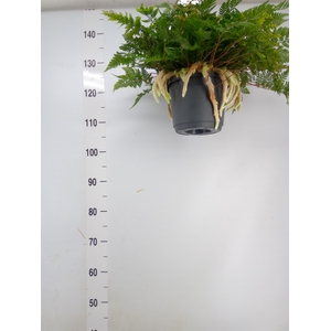 Humata griffithiana var. tyermannii