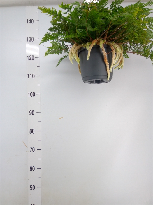 <h4>Humata griffithiana var. tyermannii</h4>