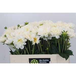 Dahlia White Onesta