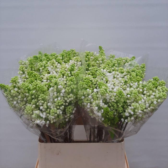 <h4>SYR V MME FL STEPMAN</h4>