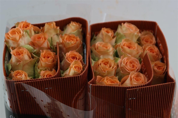 <h4>R Gr Country Home</h4>