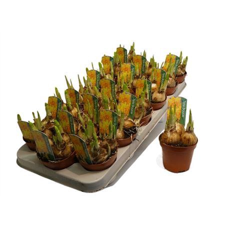 <h4>Narcis Tete A Tete Boucle Double</h4>