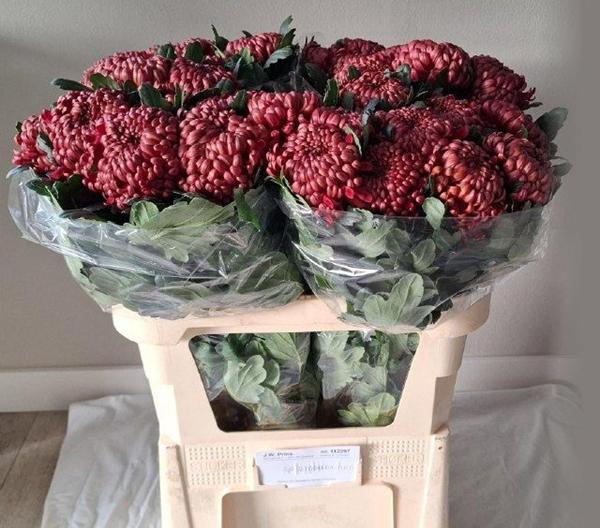 <h4>CHR G BIGOUDI RED</h4>