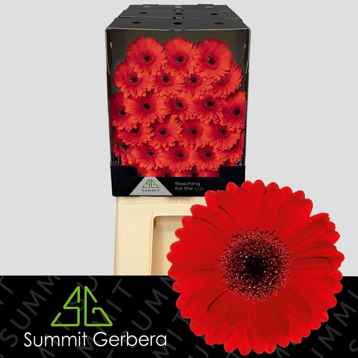 <h4>Germini Suri Diamond</h4>