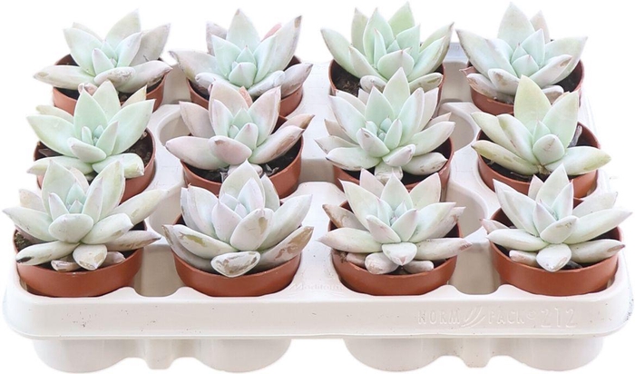 <h4>Echev Mexican Giant</h4>