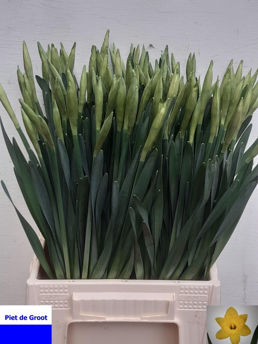 <h4>NARC T DUTCH MASTER</h4>