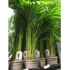 Dypsis Lutescens