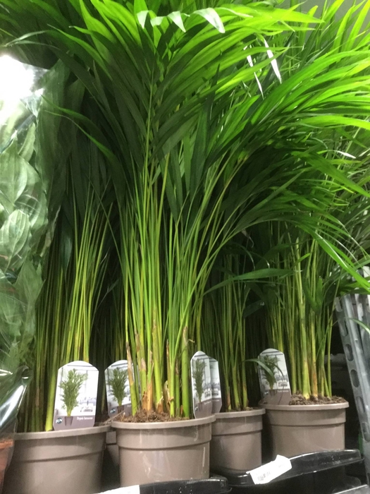 Dypsis Lutescens