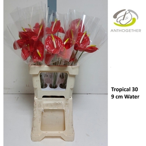 ANTH A TROPICAL 30 Water 9 cm