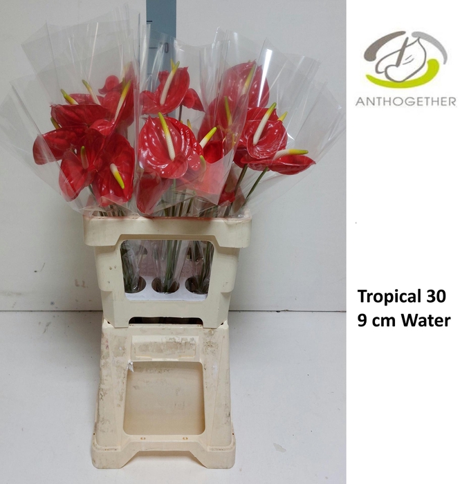 <h4>ANTH A TROPICAL 30 Water 9 cm</h4>