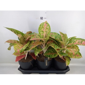 Aglaonema   ...