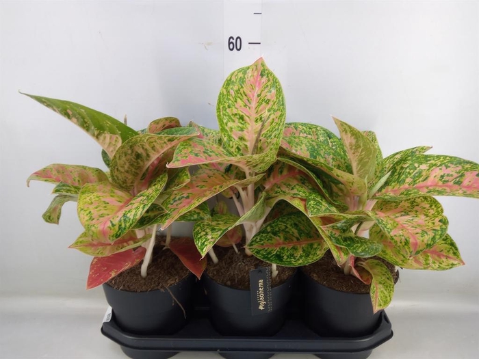 <h4>Aglaonema ...</h4>