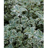 Pittosporum tenuifolium