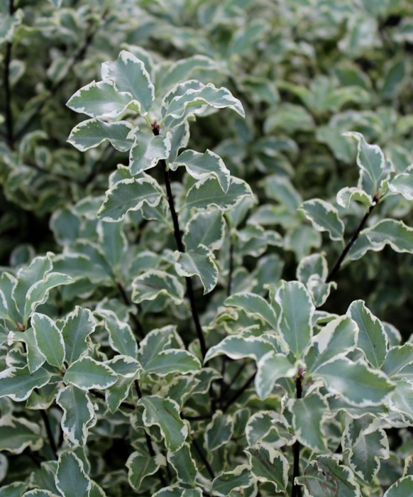 Pittosporum tenuifolium