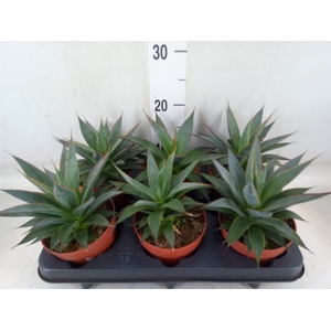 Agave  'Shaka Koko'