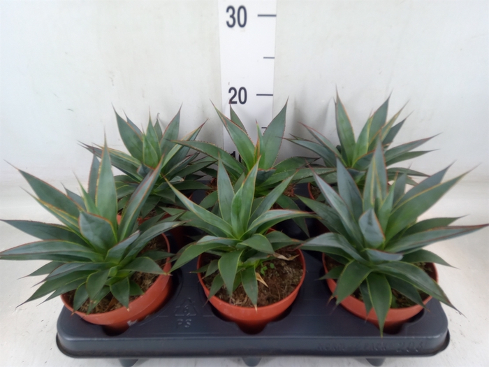 <h4>Agave  'Shaka Koko'</h4>