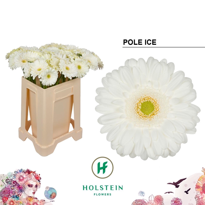 <h4>GE GR POLE ICE</h4>