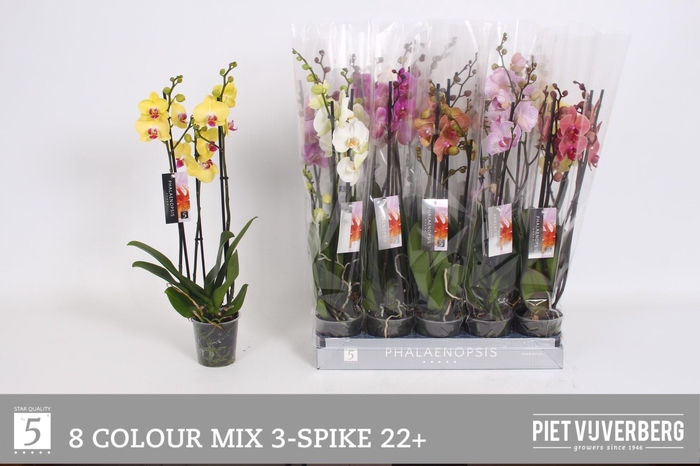 <h4>PHAL GEM 8 KL</h4>